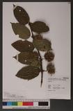 Uncaria lanosa Wall. var. appendiculata (Benth.) C. E. Ridsdale K_