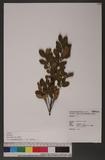 Eurya chinensis R. Br. ̸Ha