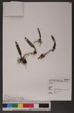 Sunipia andersonii (King & Pantl.) P. F. Hunt _