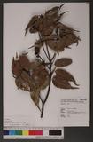 Castanopsis eyrei (Champ. ex Benth.) Hutch. 甜櫧