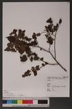 Rubus parvifolius L. 紅梅消