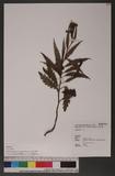 Senecio nemorensis L. var. dentatus (Kitam.) H. Koyama `