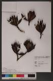 Rhododendron pseudo-chrysanthum Hayata ɤsY