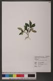 Ophiorrhiza pumila Champ. ex Benth. ժDگ