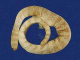 飯島氏海蛇 （TMRS-0052）
