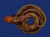 眼鏡蛇 （TMRS-0061）
