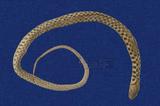 草花蛇 （TMRS-0085）