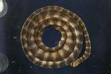 黑頭海蛇 （TMRS-0118）
