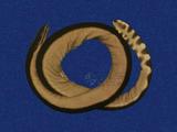 黑背海蛇 （TMRS-0120-1）