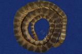 青環海蛇 （TMRS-0166）