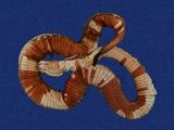 黑鱗斑響尾蛇 （TMRS-0170）
