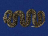 鎖蛇 （TMRS-0190）
