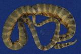 青環海蛇 （TMRS-0240）