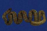 闊帶青斑海蛇 （TMRS-0245）