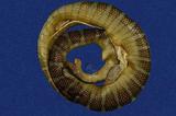 闊帶青斑海蛇 （TMRS-0250）