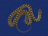 紅斑蛇 （TMRS-0254）