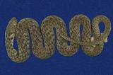 草花蛇 （TMRS-0272）