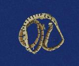 環紋赤蛇 （TMRS-0290）