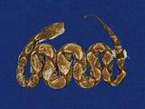 百步蛇 （TMRS-0305）