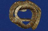 闊帶青斑海蛇 （TMRS-0384）