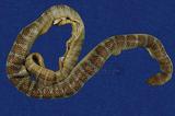 闊帶青斑海蛇 （TMRS-0385）