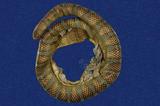 闊帶青斑海蛇 （TMRS-0386）