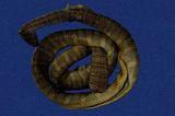 闊帶青斑海蛇 （TMRS-0387）