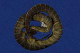 闊帶青斑海蛇 （TMRS-0388）