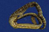 闊帶青斑海蛇 （TMRS-0389）