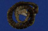 闊帶青斑海蛇 （TMRS-0390）