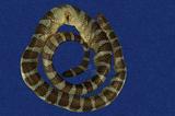 闊帶青斑海蛇 （TMRS-0391）