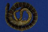 闊帶青斑海蛇 （TMRS-0392）