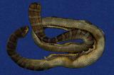 闊帶青斑海蛇 （TMRS-0393）