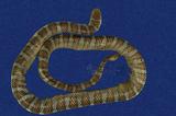 闊帶青斑海蛇 （TMRS-0394）