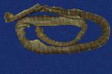 闊帶青斑海蛇 （TMRS-0395）
