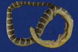 闊帶青斑海蛇 （TMRS-0396）