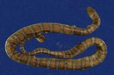 闊帶青斑海蛇 （TMRS-0397）