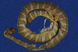 闊帶青斑海蛇 （TMRS-0398）