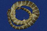 闊帶青斑海蛇 （TMRS-0399）