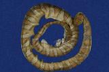 闊帶青斑海蛇 （TMRS-0400）