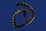 闊帶青斑海蛇 （TMRS-0405）