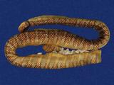 闊帶青斑海蛇 （TMRS-0406）