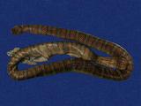 闊帶青斑海蛇 （TMRS-0408）