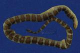 闊帶青斑海蛇 （TMRS-0409）