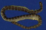 闊帶青斑海蛇 （TMRS-0411）