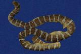闊帶青斑海蛇 （TMRS-0412）