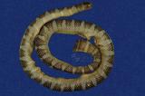 闊帶青斑海蛇 （TMRS-0416）