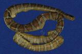 闊帶青斑海蛇 （TMRS-0418）