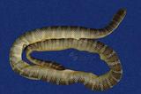 闊帶青斑海蛇 （TMRS-0420）