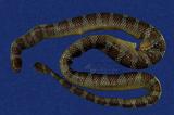 闊帶青斑海蛇 （TMRS-0423）